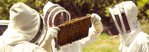 Farms at Work Beekeeping Mentorship Program